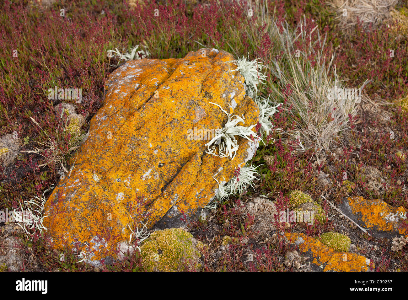 Orange Lichen covered rocks on Steeple Jason Island in the Falklands ...