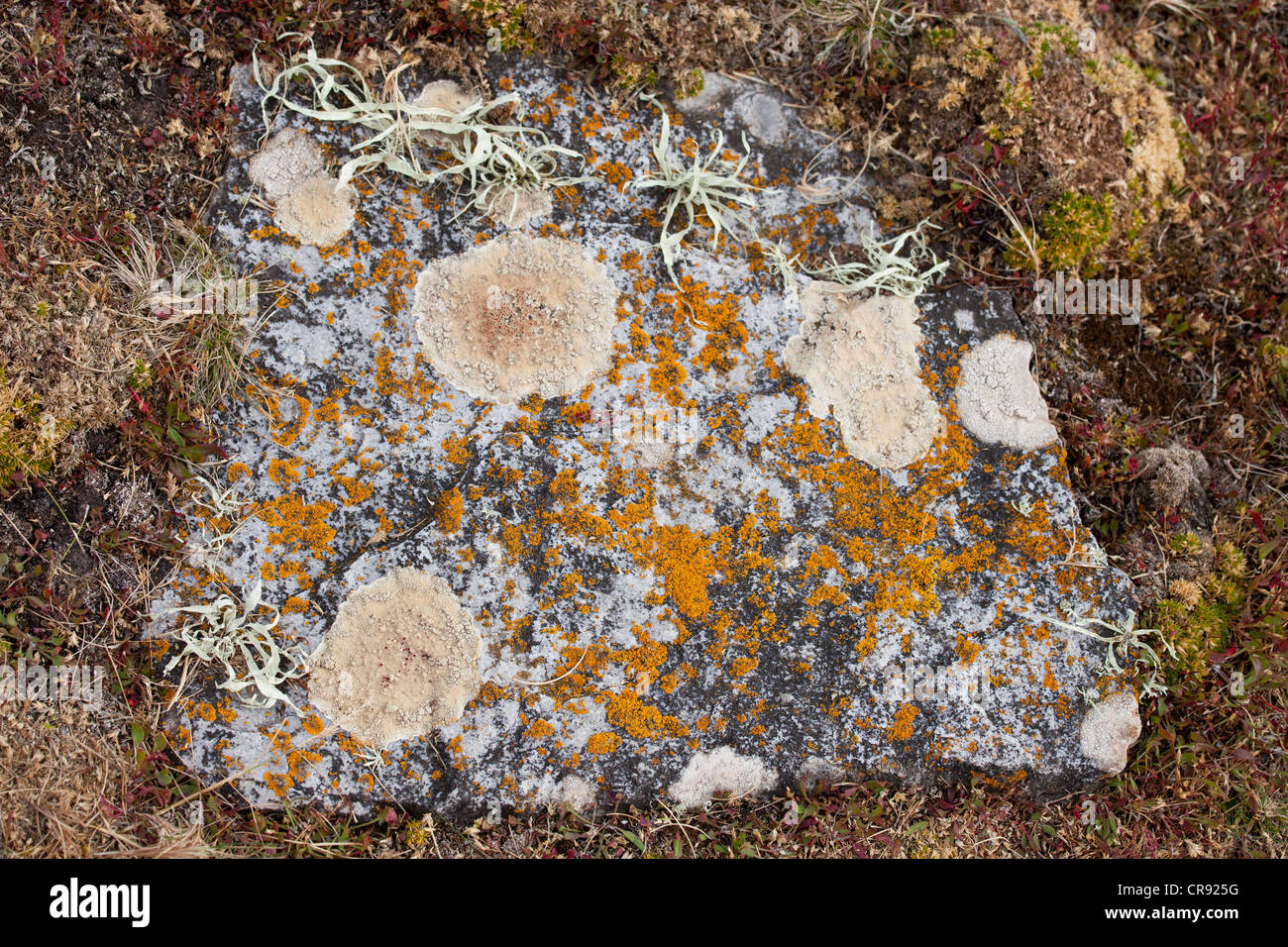 Orange Lichen covered rocks on Steeple Jason Island in the Falklands ...