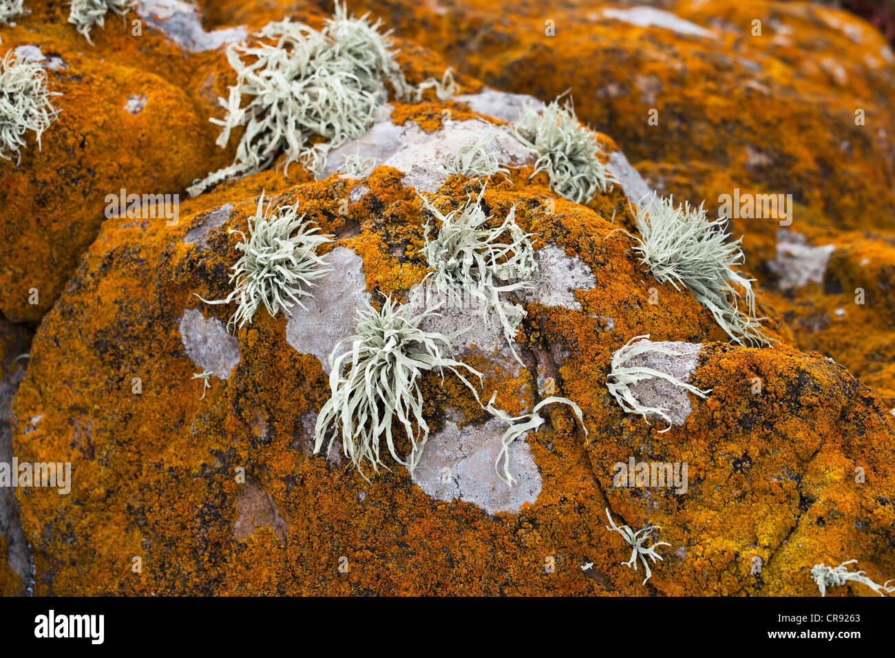 Orange Lichen covered rocks on Steeple Jason Island in the Falklands ...