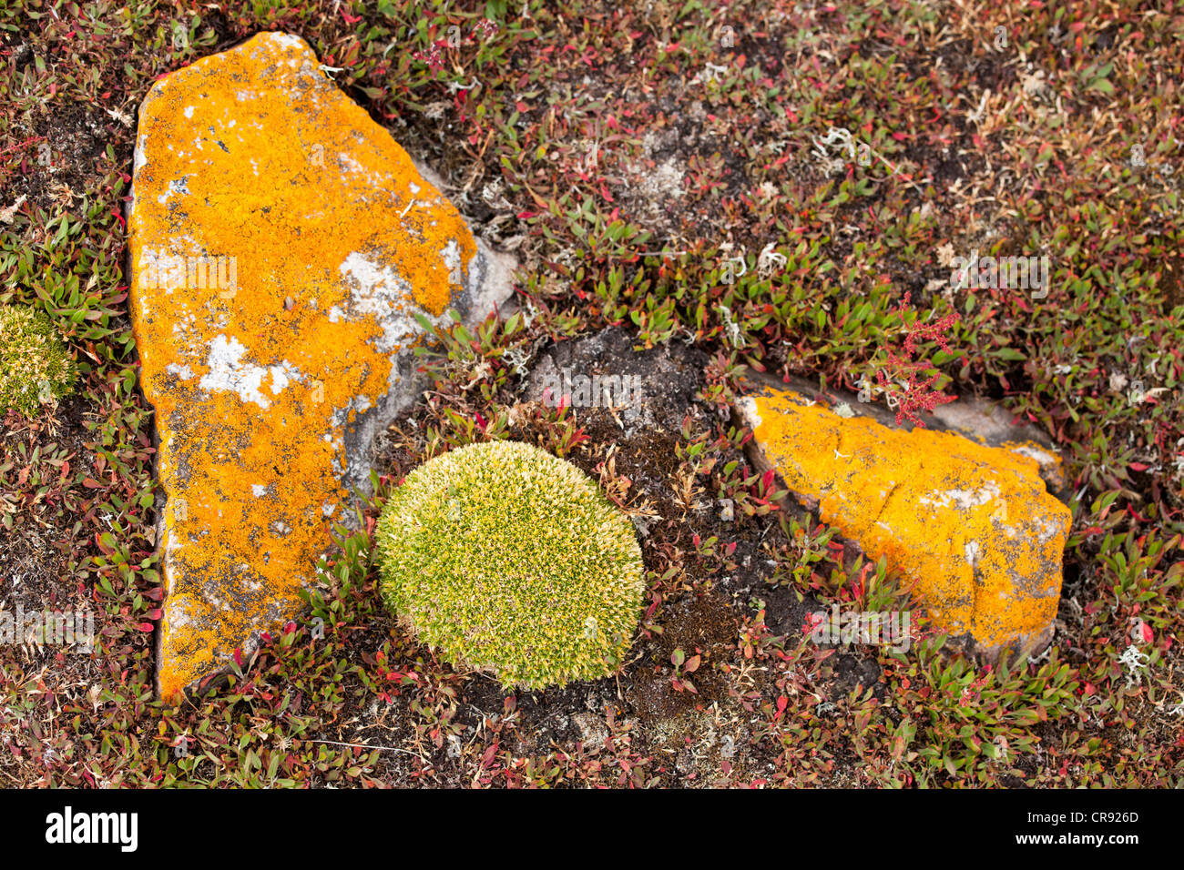 Orange Lichen covered rocks on Steeple Jason Island in the Falklands ...