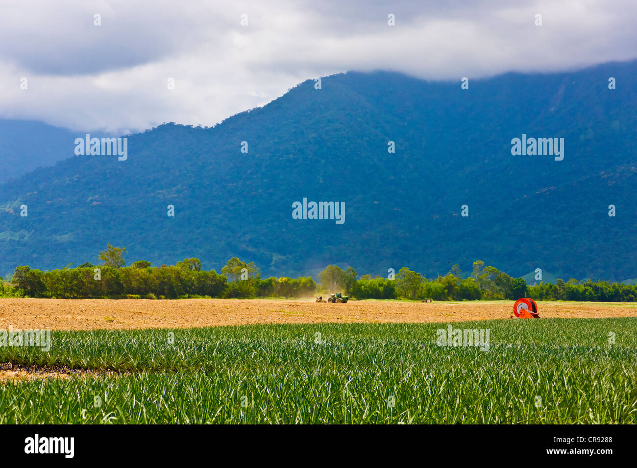 Farmland, Pico Bonito National Park, Honduras Stock Photo