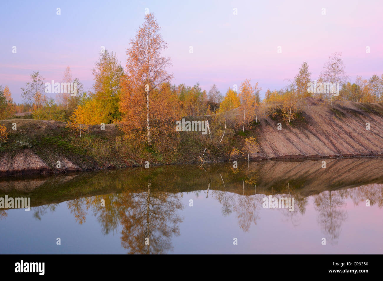 trees strip mine reclamation Nude bars harlingen