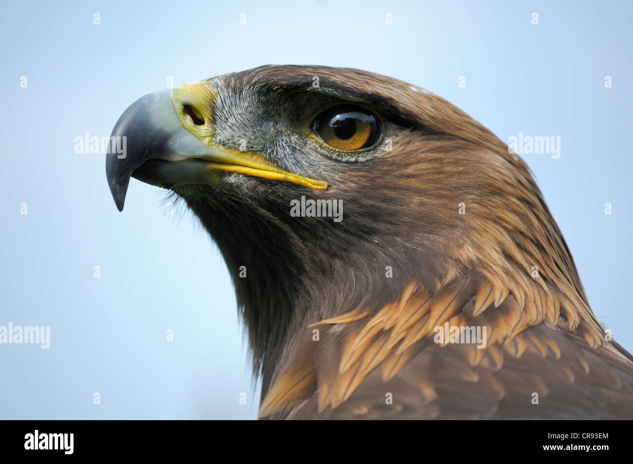 Spotted Eagle (Aquila pomarina), portrait Stock Photo - Alamy