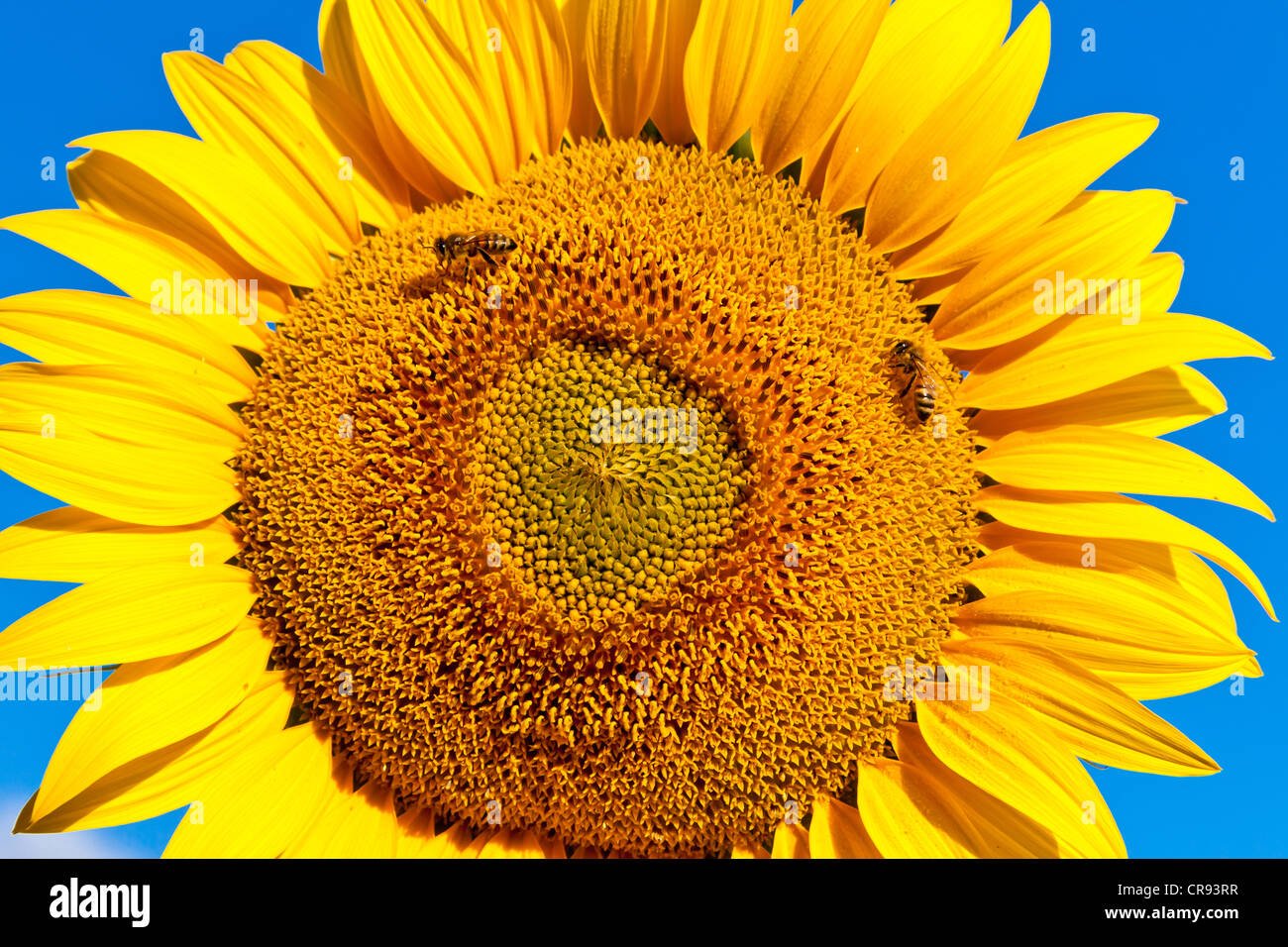Close up of a Sunflower (Helianthus anuus) with bees (Apis sp.) collecting nectar, Umbria, Italy, Europe, Europe Stock Photo