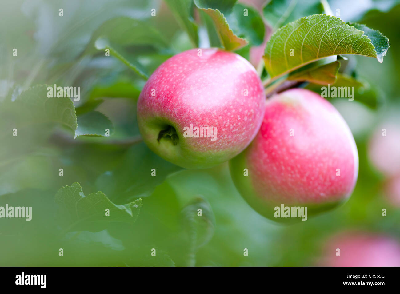 Two red apples (Malus domesticus) growing on branch, Caldaro, Alto