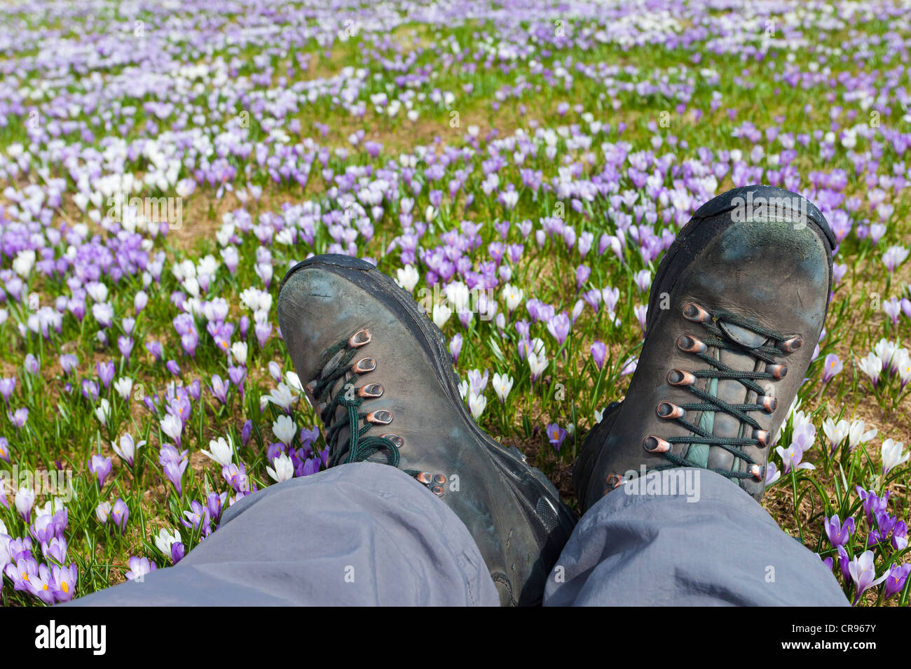 Hiker lying between flowering crocuses, Moelten, Etschtal, Adige valley, Alto Adige, Italy, Europe Stock Photo
