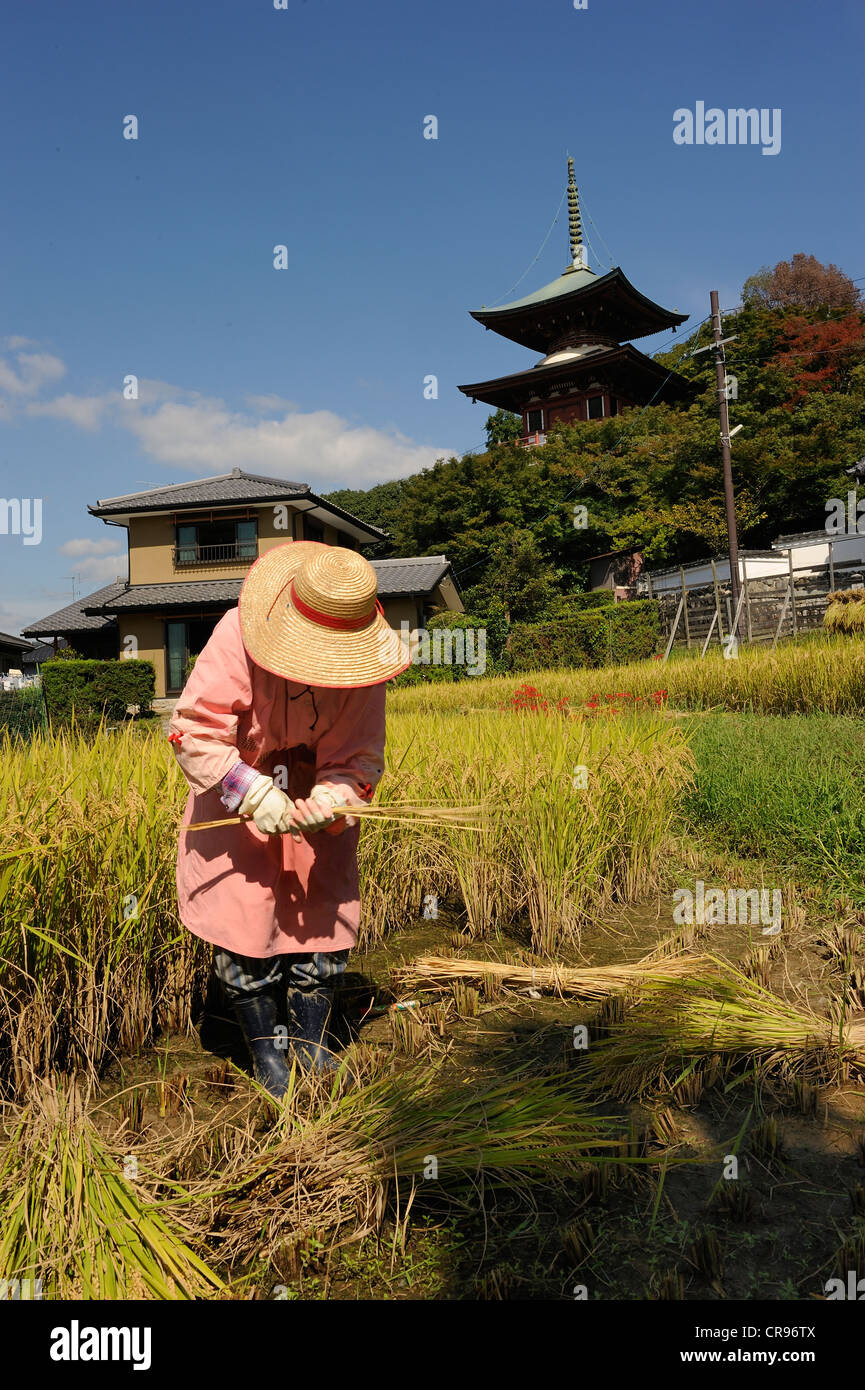 Japan farmer harvesting rice combine hi-res stock photography and ...