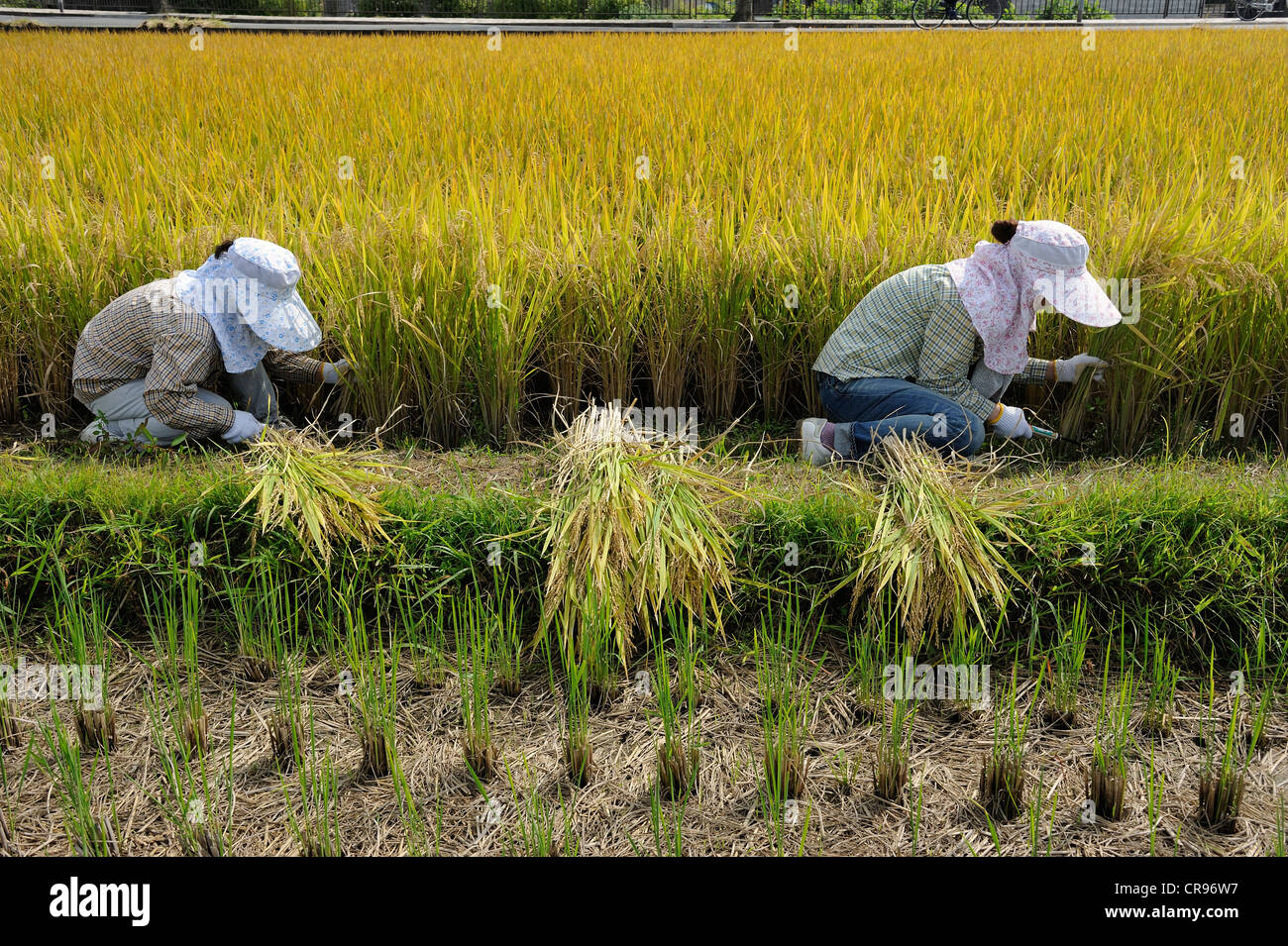 Japanese women wearing large caps and gloves harvesting rice with sickles in Iwakura, near Kyoto, Japan, Asia Stock Photo