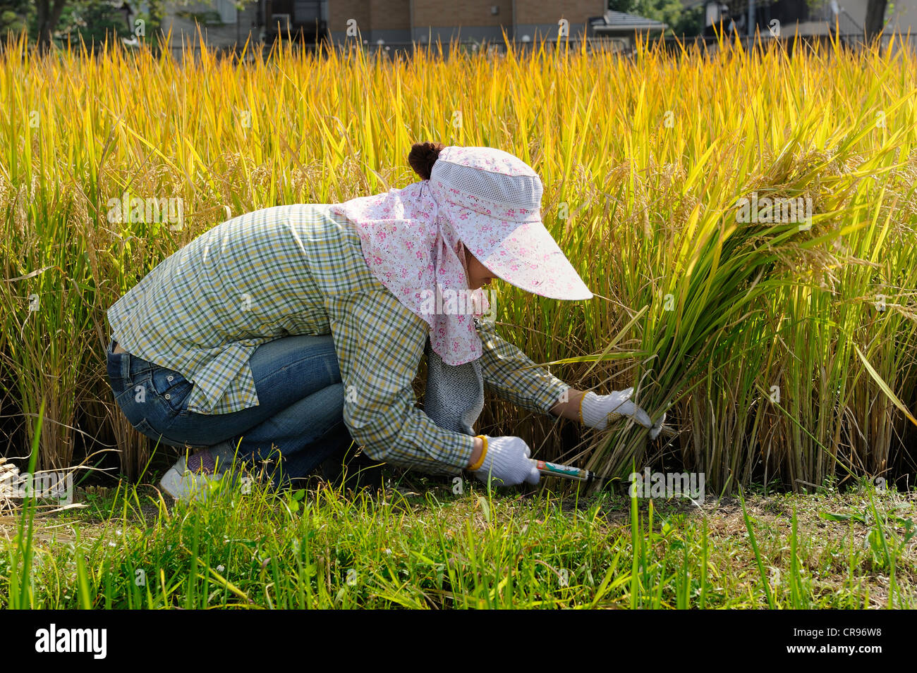 Japanese woman wearing a large cap and gloves harvesting rice with a sickle in Iwakura, near Kyoto, Japan, Asia Stock Photo
