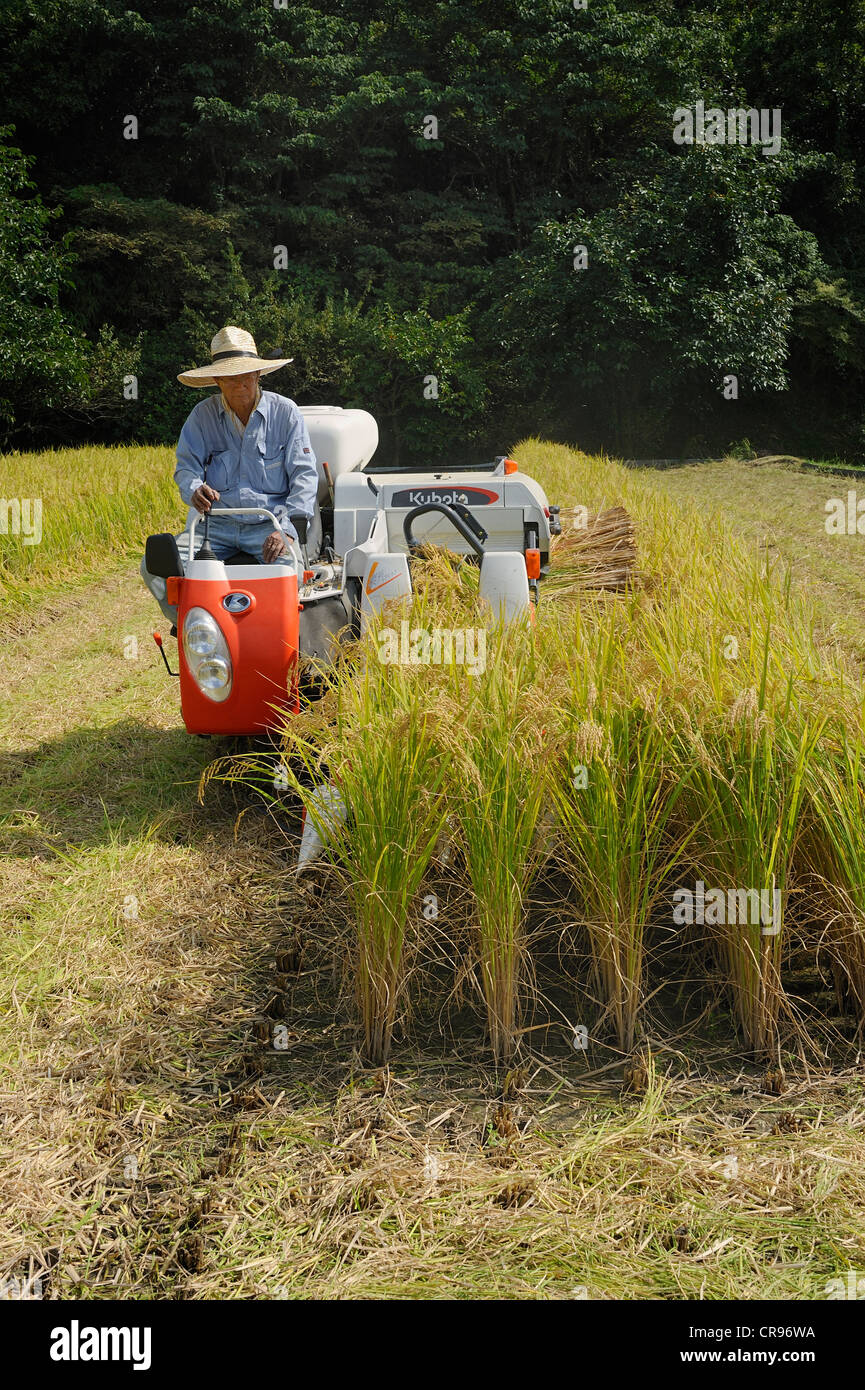 Automatic rice harvesting with a typical small combine harvester which also cuts the chaff in Iwakura, near Kyoto, Japan, Asia Stock Photo