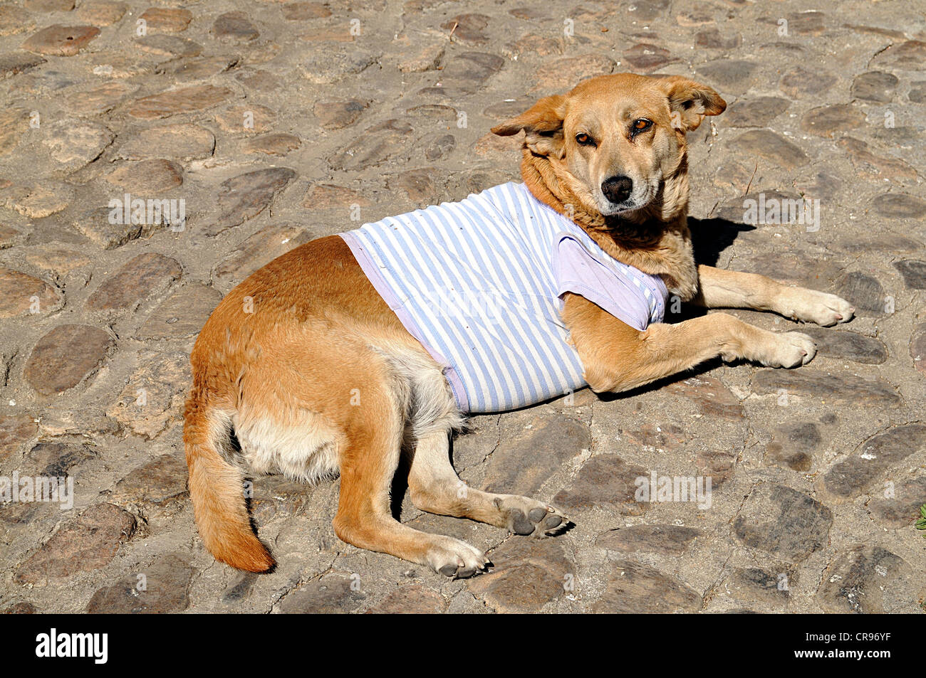 Dog with t-shirt, Oaxaca de Juárez, Oaxaca, southern Mexico, North America Stock Photo
