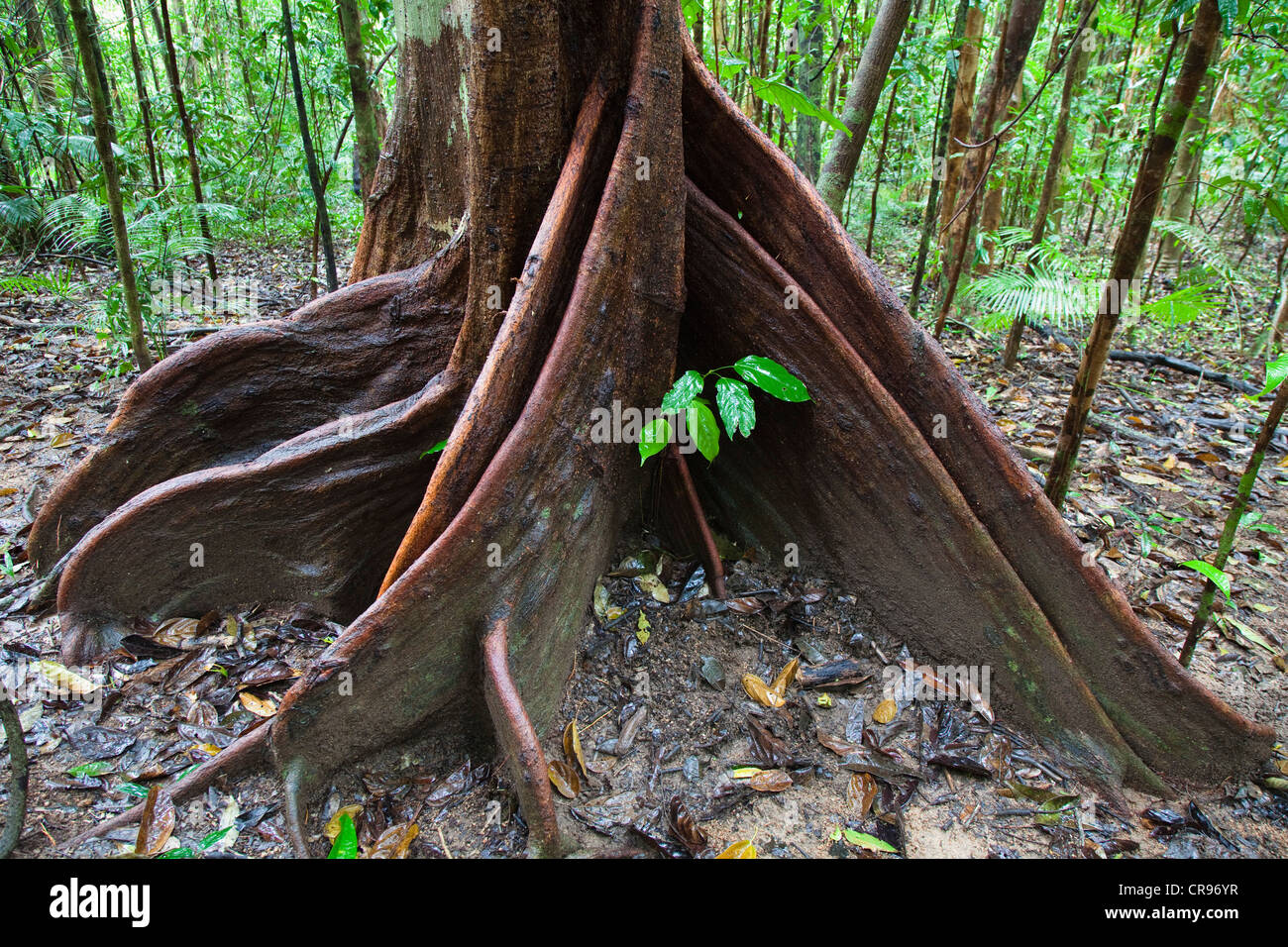 Buttress Root, Spurwood (Dysoxylum pettigrewianum), rainforest, Mossmann Gorge, northern Queensland, Australia Stock Photo