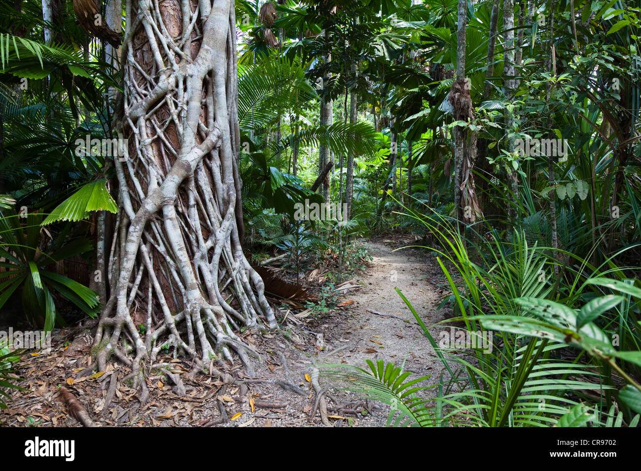 Hiking trail in a rainforest with a Strangler Fig (Ficus virens), Mission Beach, Queensland, Australia Stock Photo
