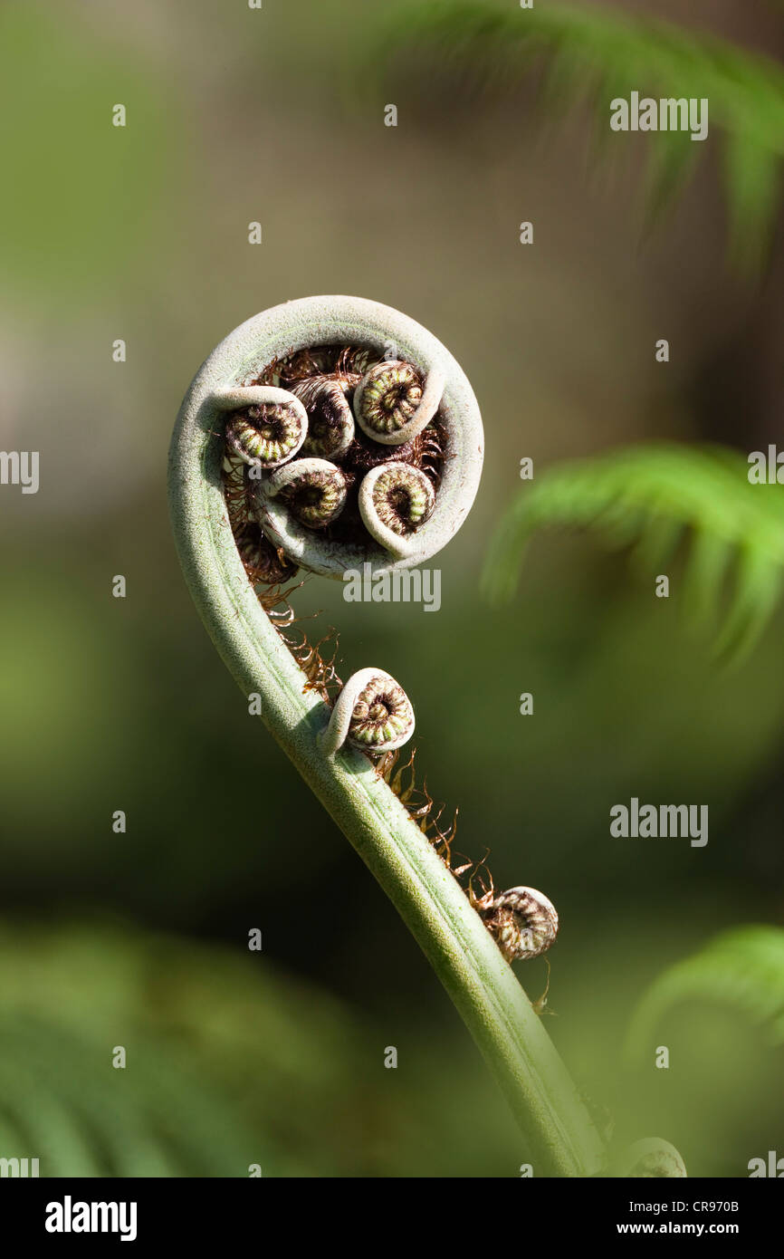 Uncurling frond of a tree fern (Cyathea spec.), Daintree National Park, North Queensland, Australia Stock Photo