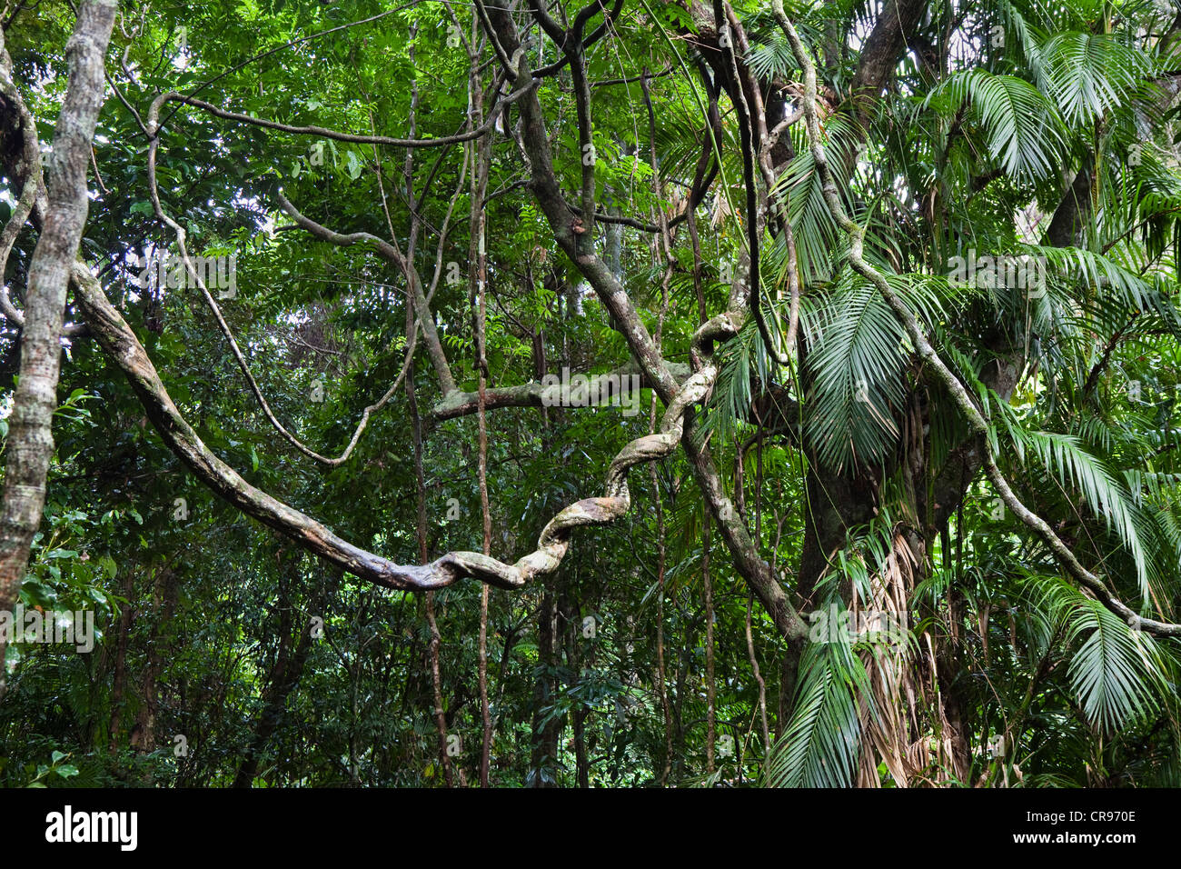 Lianas in the rainforest, Daintree National Park, North Queensland, Australia Stock Photo