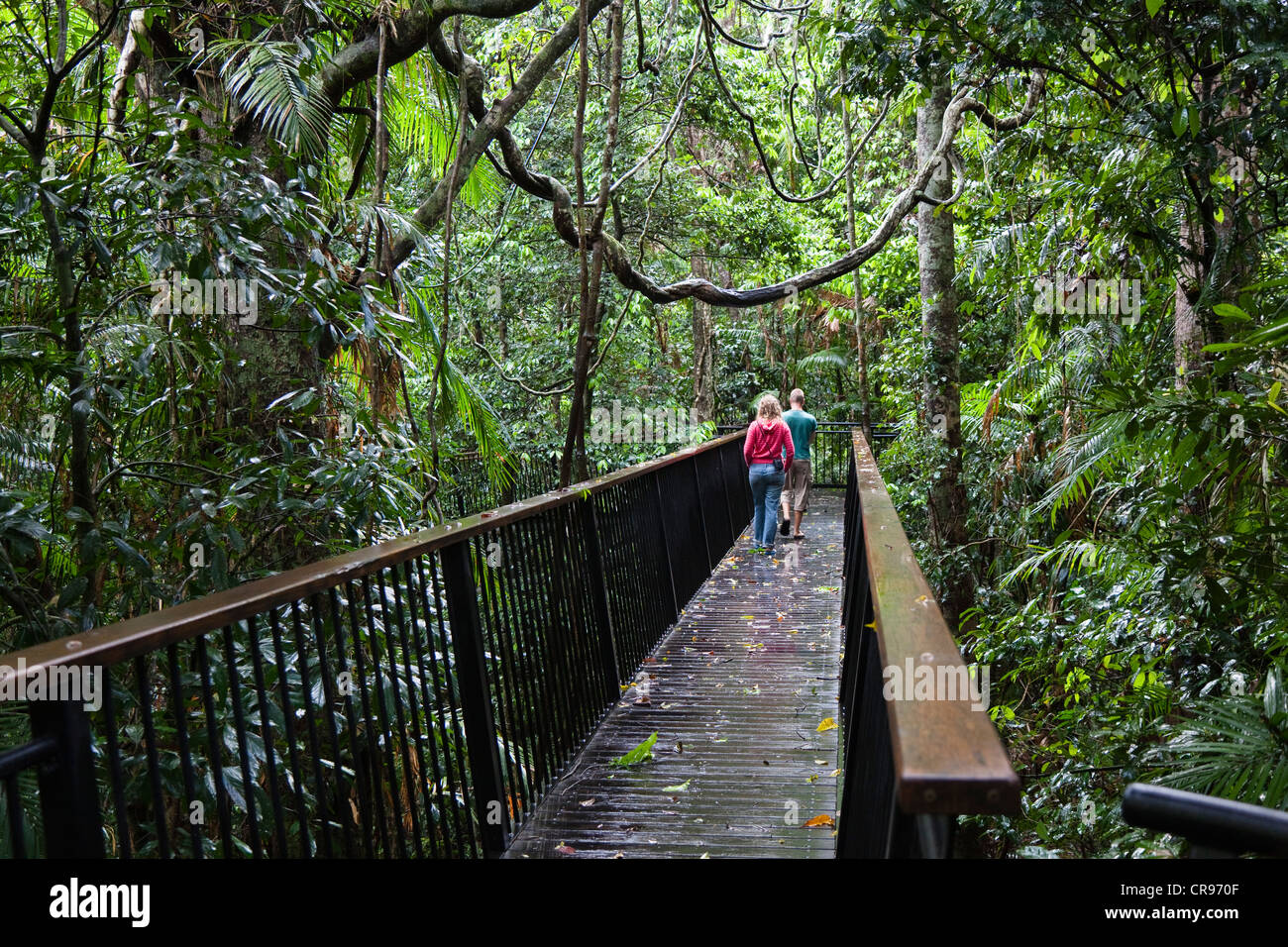 Wooden walkway in the rainforest, at the Barron Falls near Kuranda, Barron Gorge National Park, Queensland, Australia Stock Photo