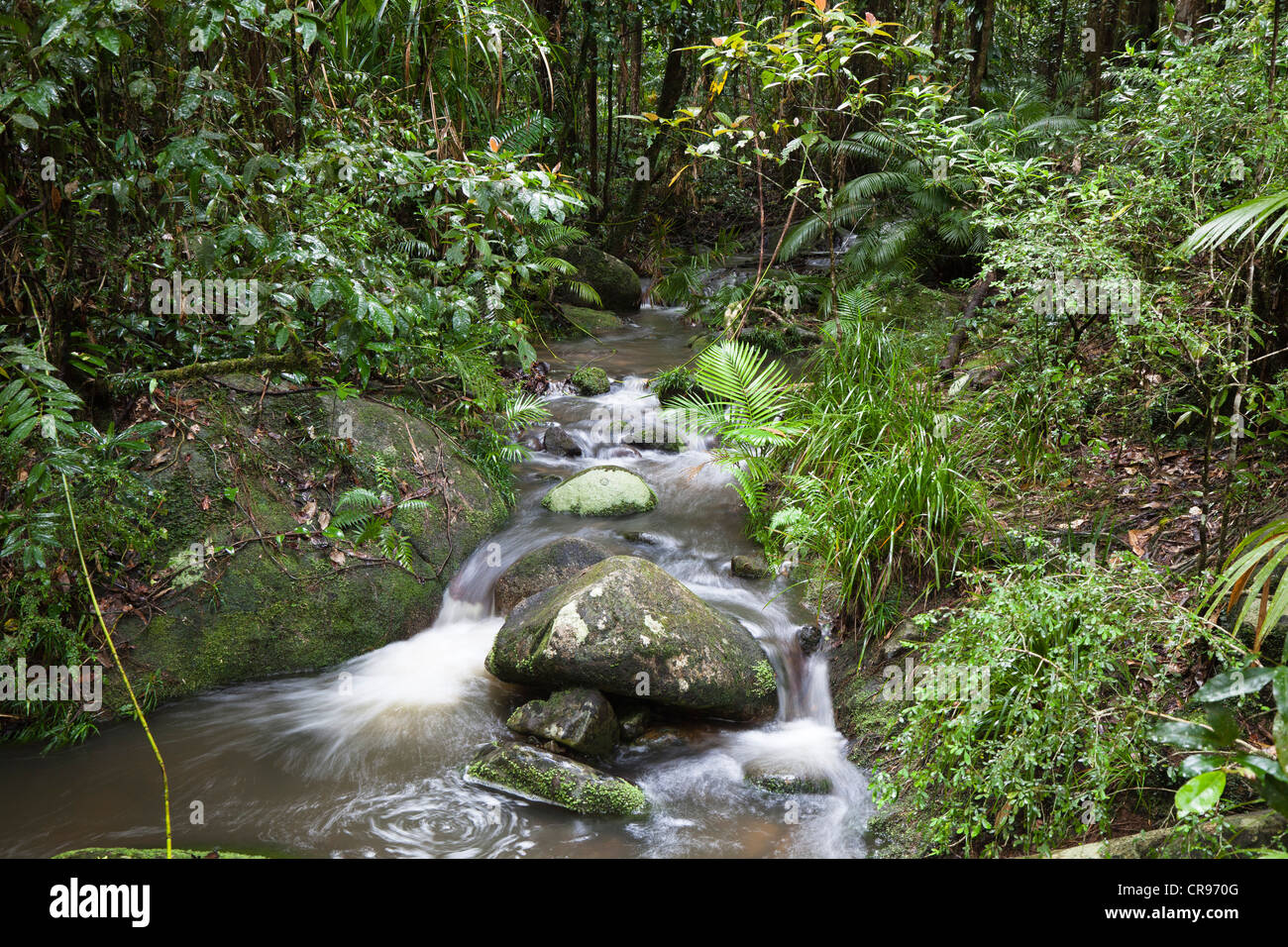 Stream in the rainforest, Mossmann Gorge National Park, northern Queensland, Australia Stock Photo