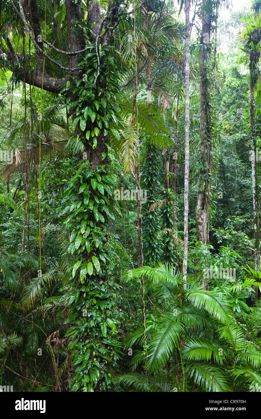 Rainforest, Daintree National Park, northern Queensland, Australia Stock Photo