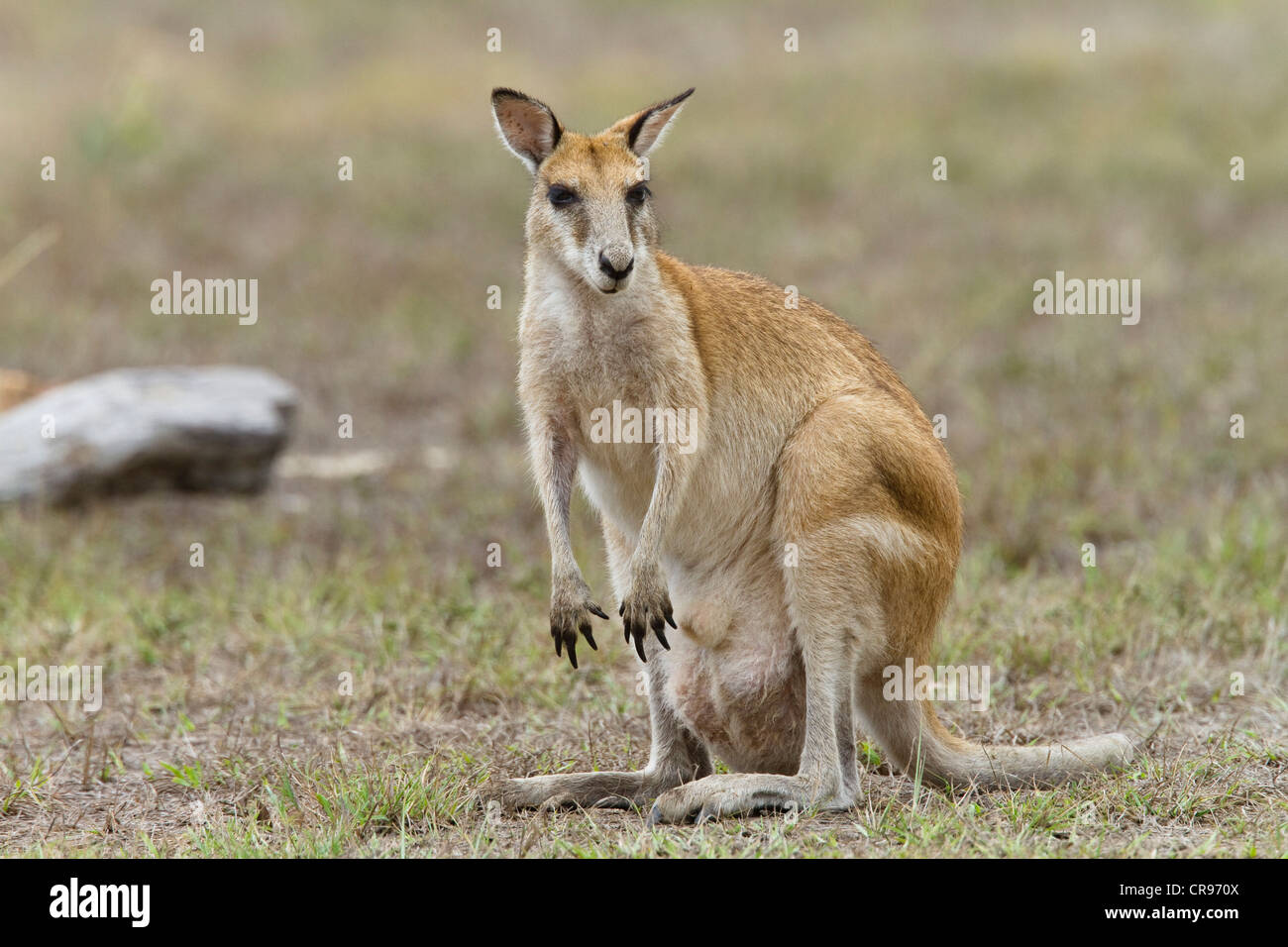 Agile Wallaby or Sandy Wallaby (Macropus agilis), Mareeba Wetlands, northern Queensland, Australia Stock Photo