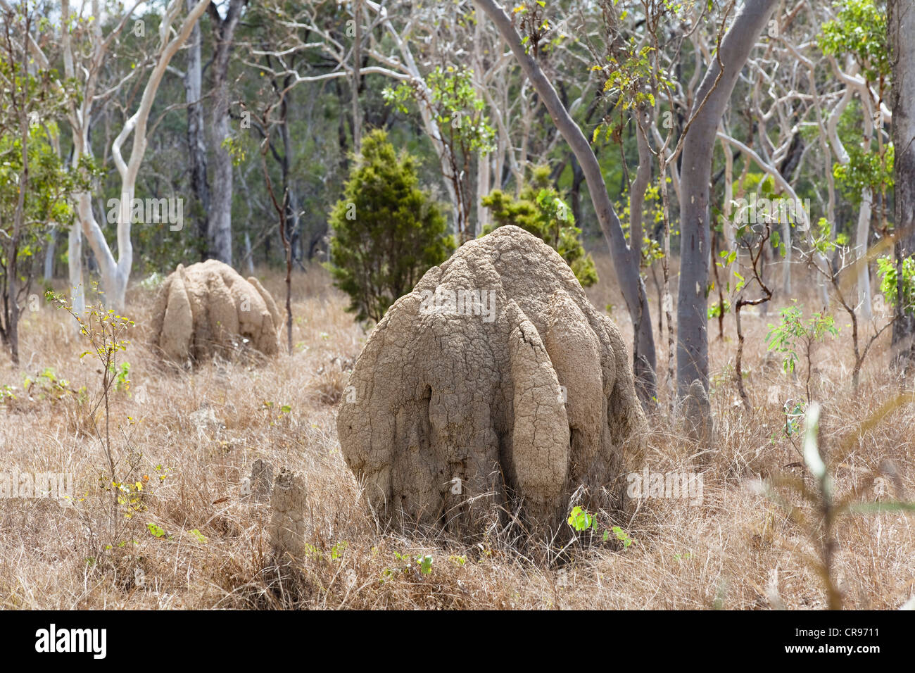 Bulbous termite mounds near Mareeba, North Queensland, Australia Stock Photo