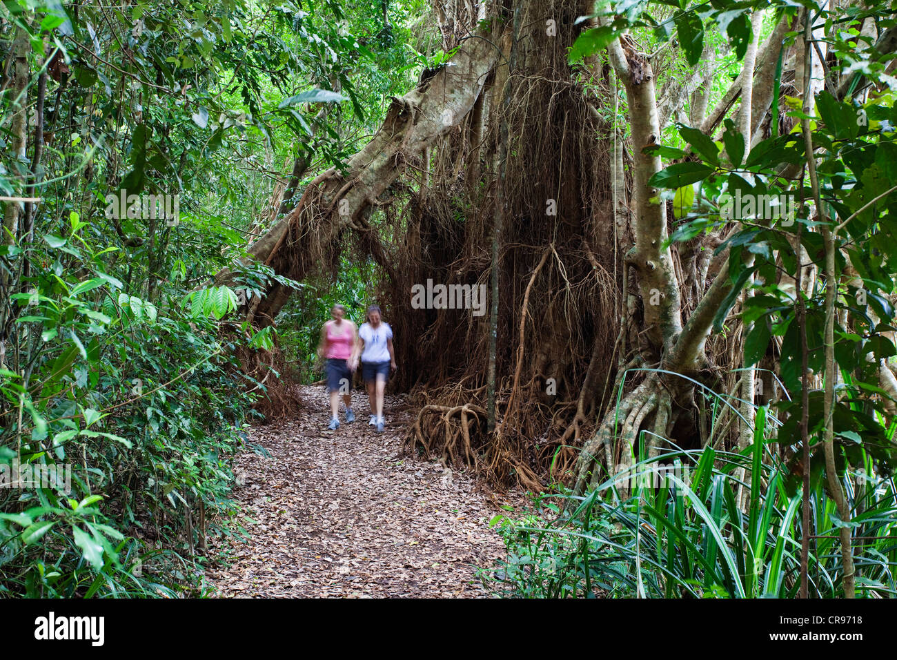 Strangler Fig Tree (Ficus virens), Rainforest, Lake Eacham, Crater Lakes National Park, Atherton Tablelands, Queensland Stock Photo