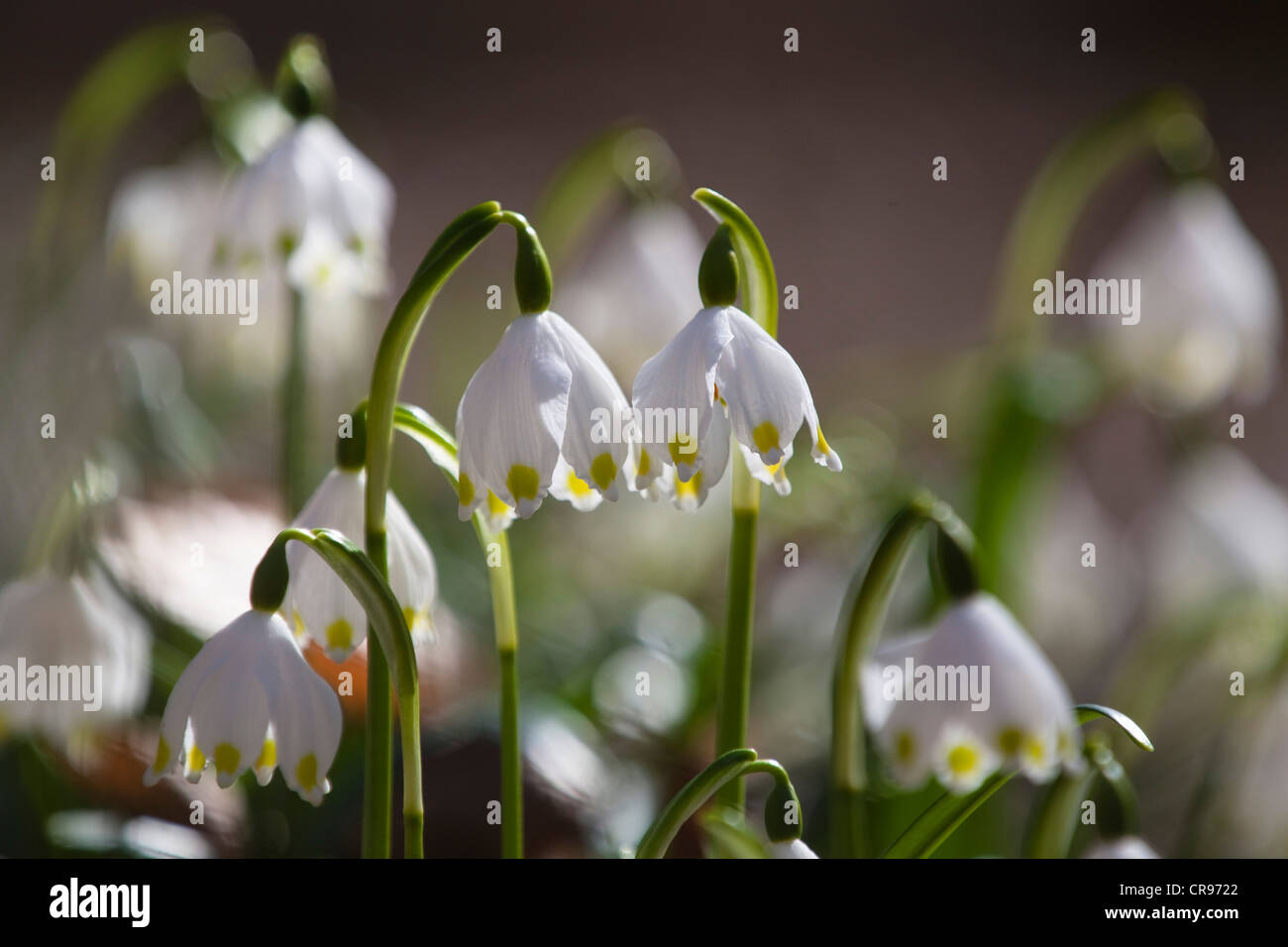 Spring snowflakes (Leucojum vernum), in a deciduous forest in spring, Upper Bavaria, Germany, Europe Stock Photo