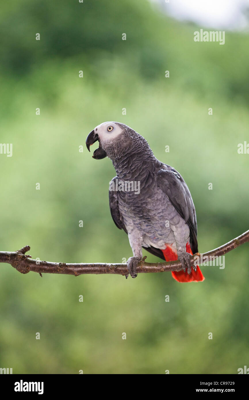 African grey parrot (Psittacus erithacus), Africa Stock Photo
