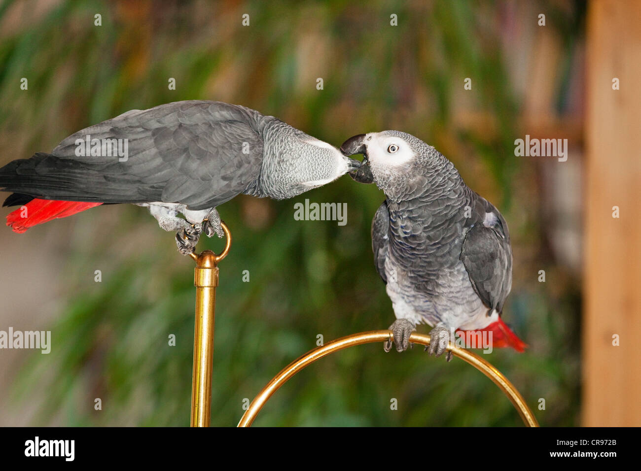 African grey parrots (Psittacus erithacus) in apartment, feeding each other Stock Photo