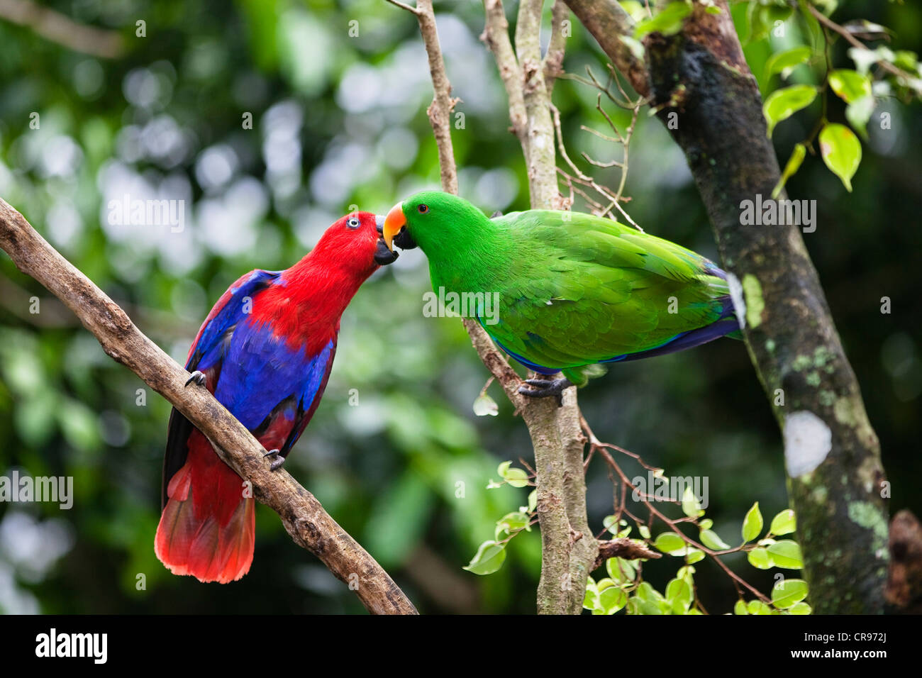 Eclectus Parrots (Eclectus roratus), courting couple, rainforest, Cape York Peninsula, northern Queensland, Australia Stock Photo