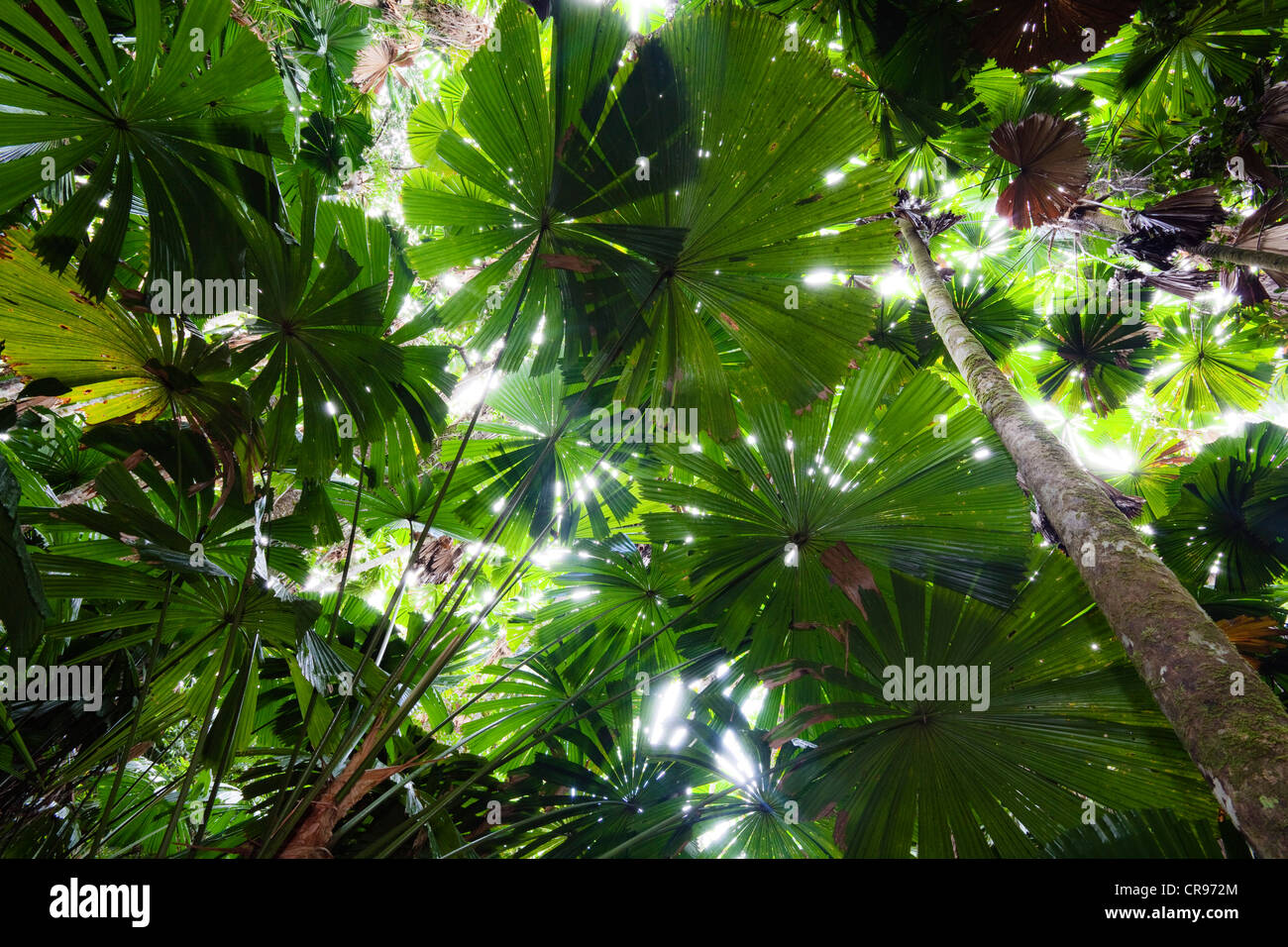 Australian Fan Palms (Licuala ramsayi) in the rainforest, Daintree National Park, northern Queensland, Australia Stock Photo