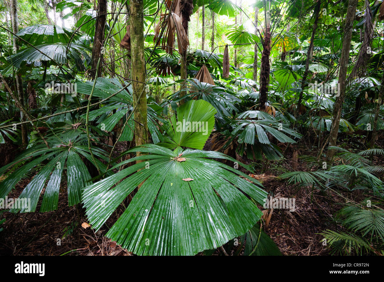 Australian Fan Palms (Licuala ramsayi) in the rainforest, Daintree National Park, northern Queensland, Australia Stock Photo