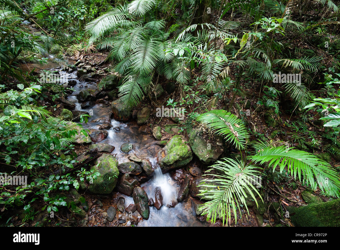 Creek in a rainforest, Daintree National Park, northern Queensland, Australia Stock Photo