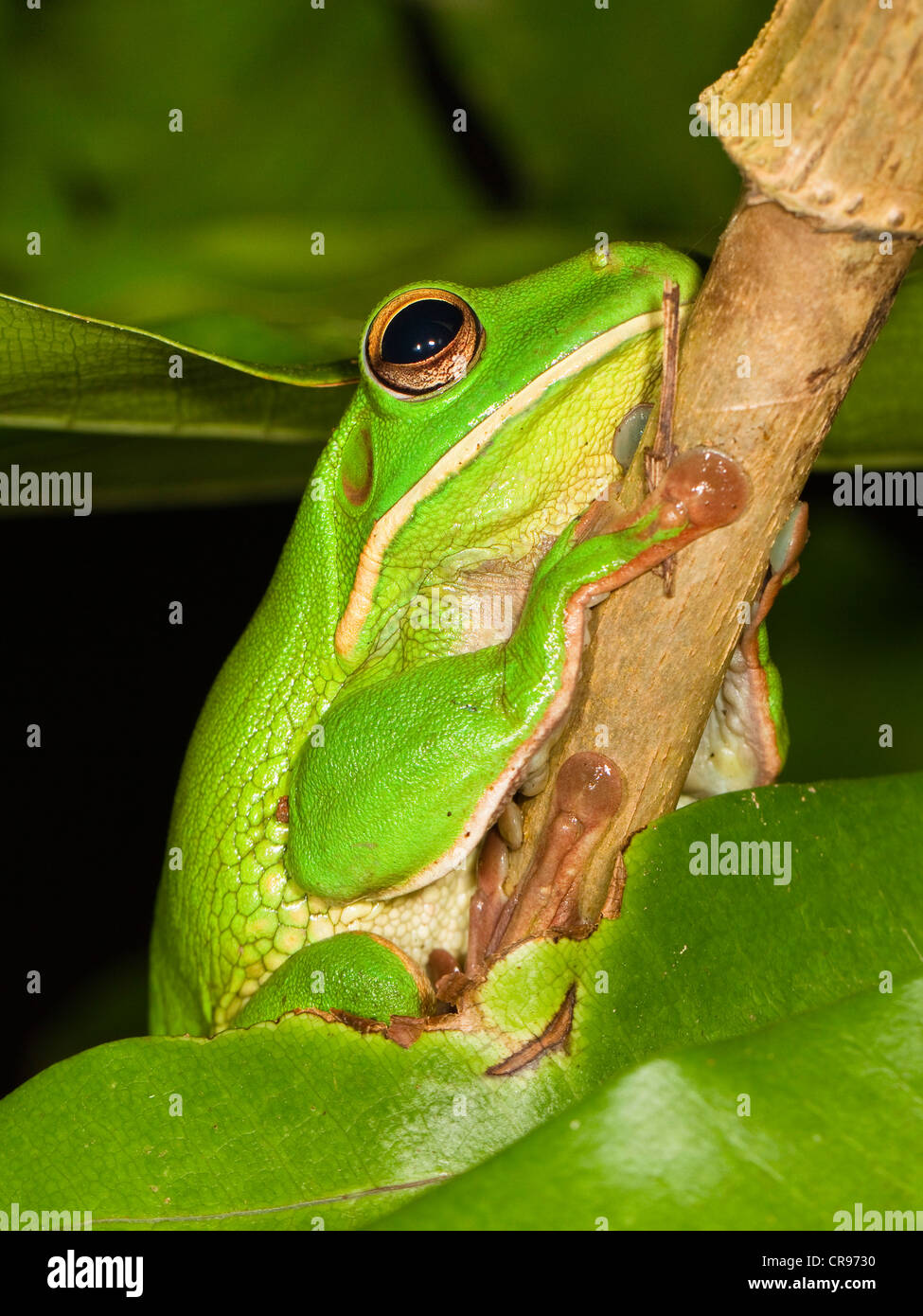 White-lipped Tree Frog (Litoria infrafrenata), rainforest, Iron Range National Park, Cape York Peninsula, northern Queensland Stock Photo