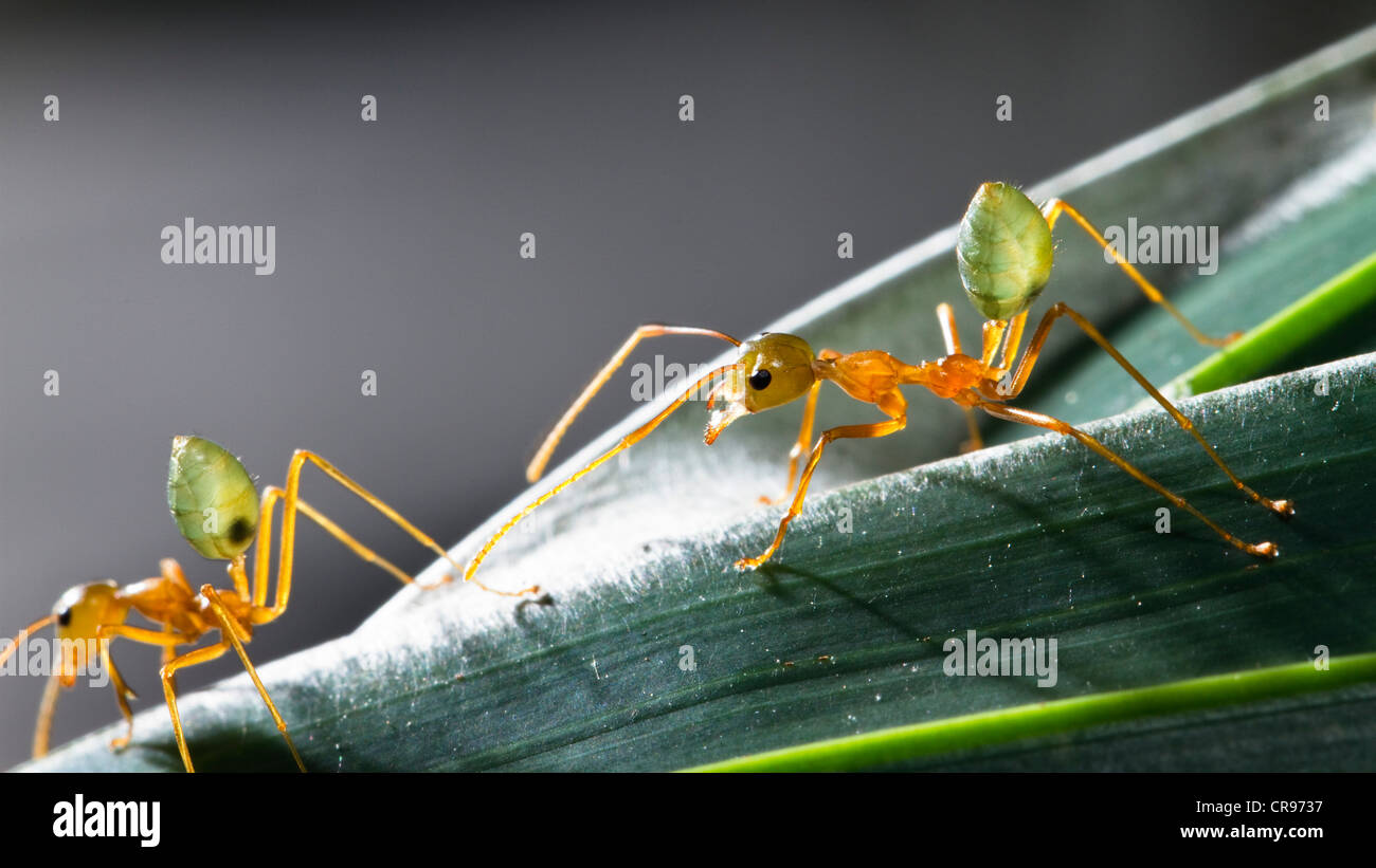 Green ants australia hires stock photography and images Alamy