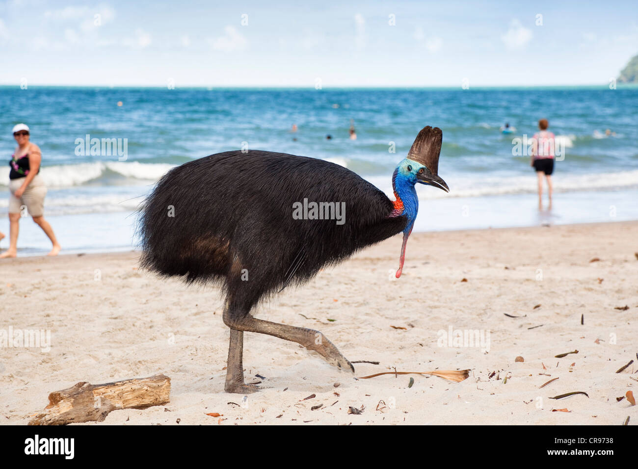 Southern Cassowary (Casuarius Casuarius), female, with tourists on the beach, Moresby Range, Queensland, Australia Stock Photo