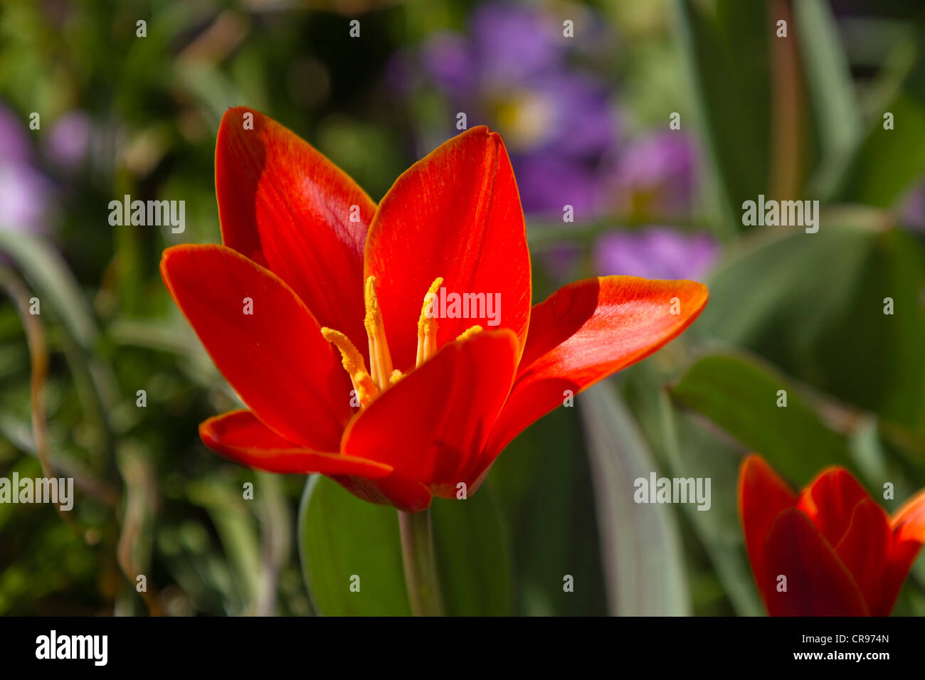 Red Tulip (Tulipa sp.) in a garden, spring, Germany, Europe Stock Photo