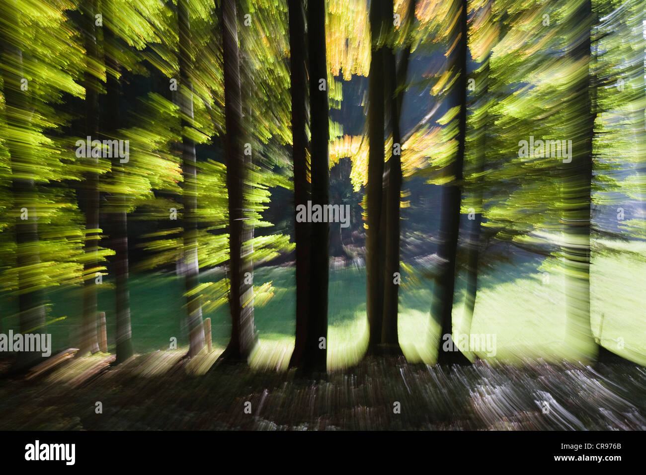 Forest-impression in autumn, Germany, Europe Stock Photo