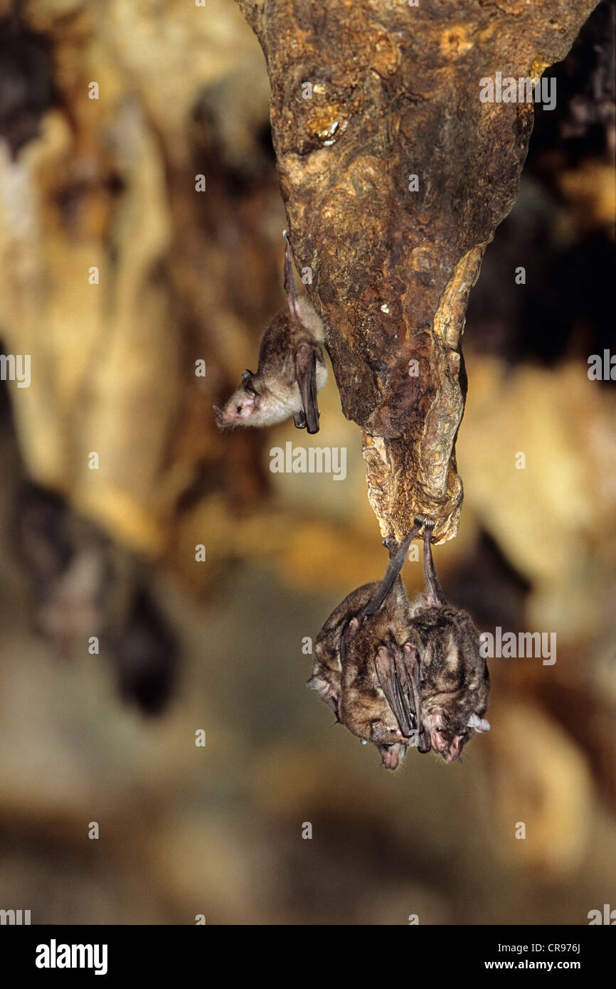 Bats in the Aripo Caves, Asa Wright Nature Centre, Trinidad, West