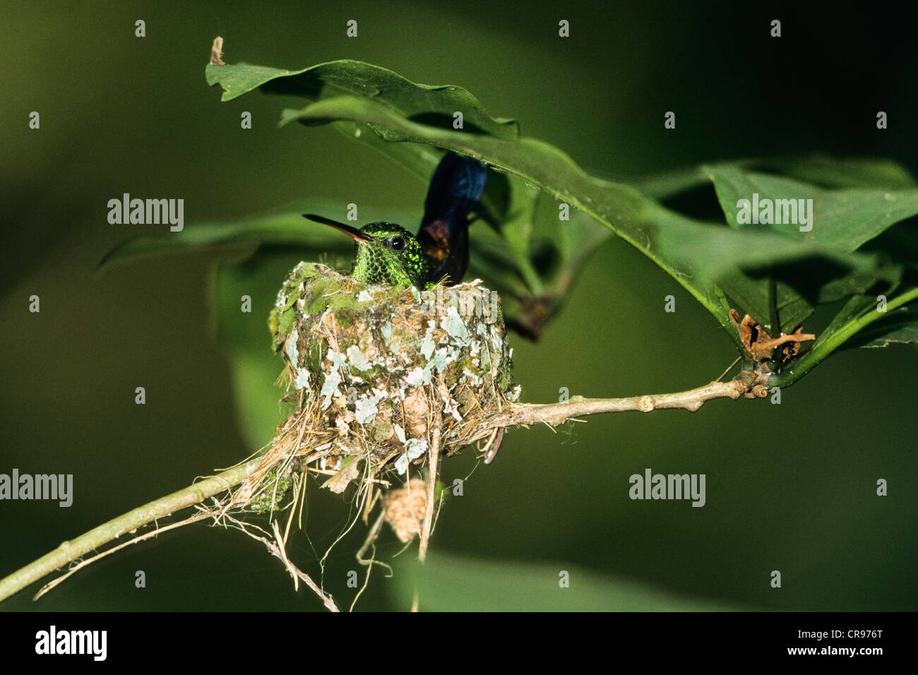 Copper-rumped Hummingbird (Amazilia tobaci) in nest, West Indies, Caribbean Stock Photo