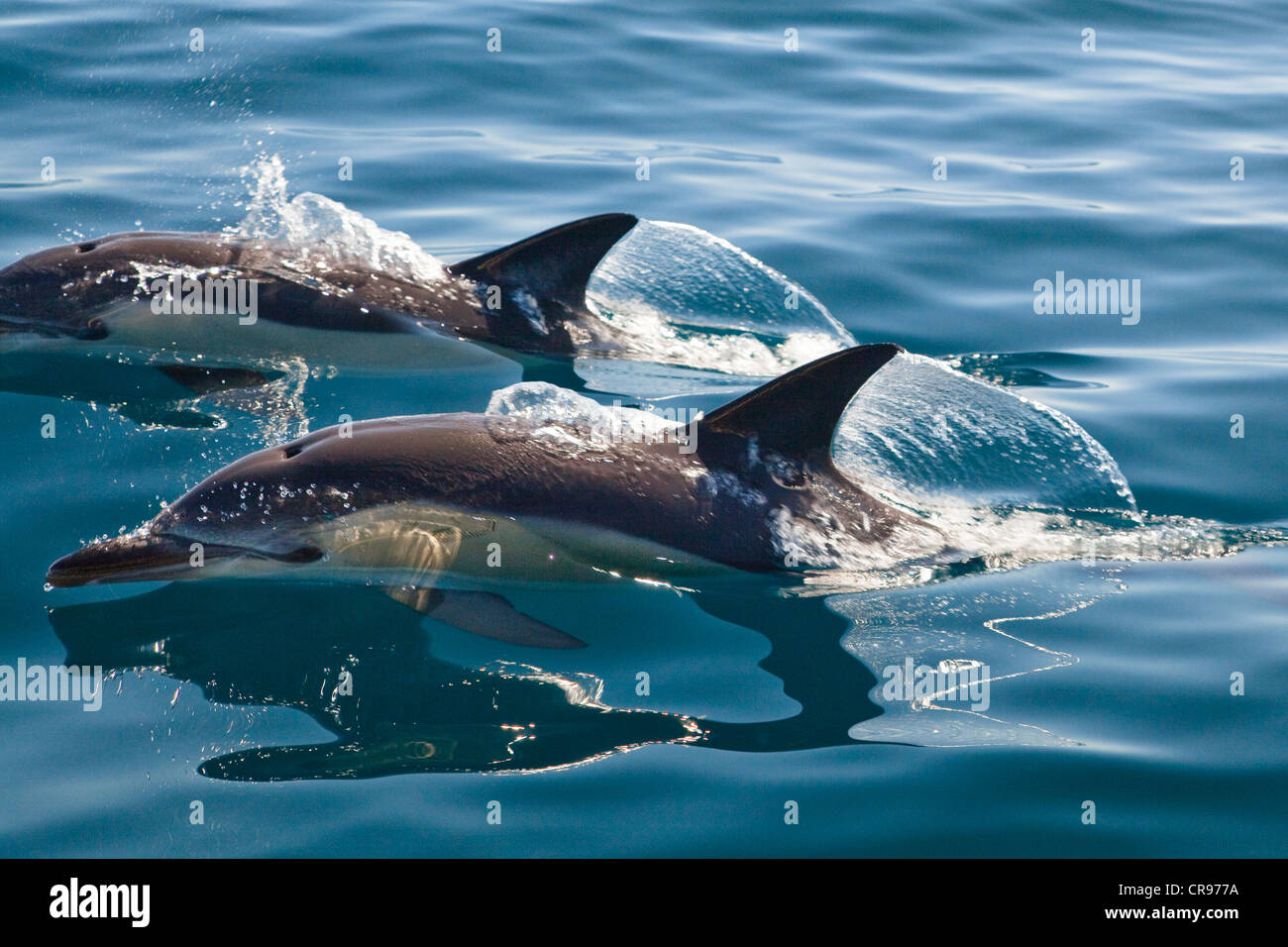 Short-beaked Dolphins (Delphinus delphis) in the Atlantic, off Algarve, Portugal, Europe Stock Photo
