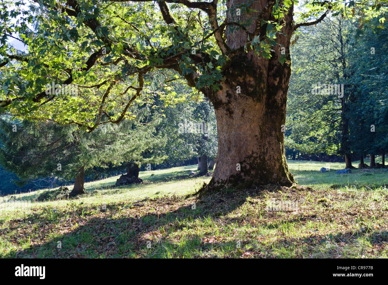 Sycamore Maple (Acer pseudoplatanus), Upper Bavaria, Bavaria, Germany, Europe Stock Photo