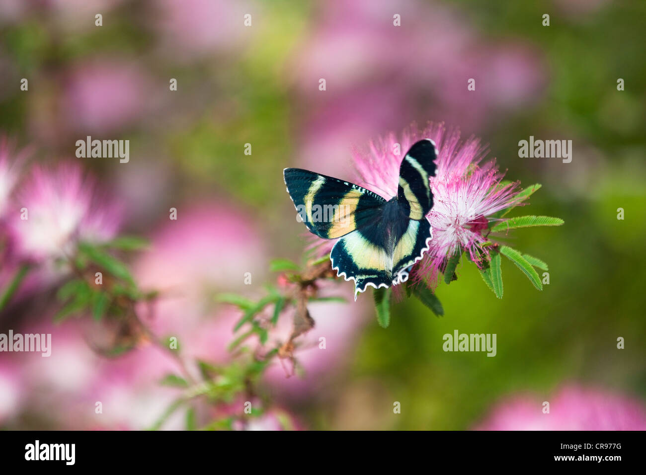North Queensland Day Moth (Alcides mataurus), rainforest, Atherton Tablelands, Queensland, Australia Stock Photo