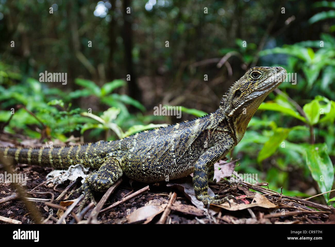 Young Australian Water Dragon (Physignathus lesuerii) in the rainforest