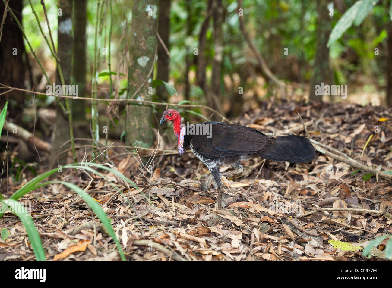 Australian Brushturkey (Alectura lathami purpureicollis) on its nest mound, male in the