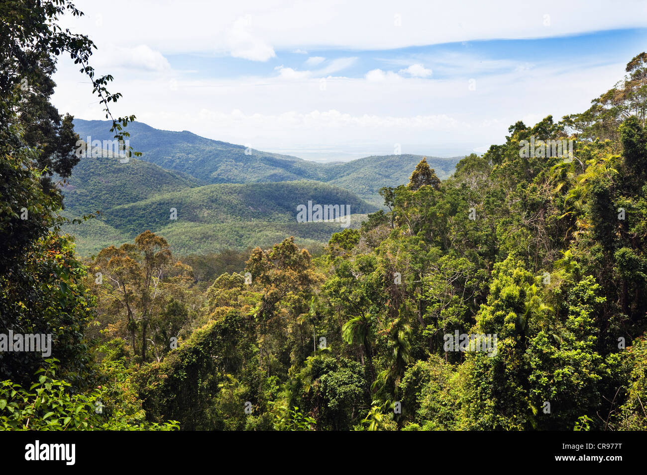 Rainforest, Paluma Range National Park, Queensland, Australia Stock Photo