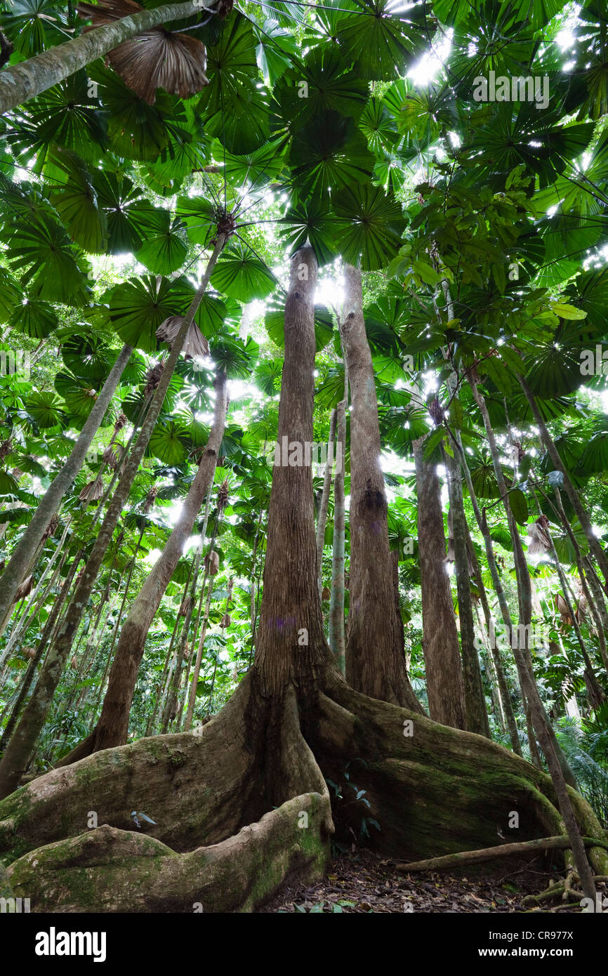 Australian Fan Palm (Licuala ramsayi) in the rainforest, Daintree National Park, northern Queensland, Australia Stock Photo