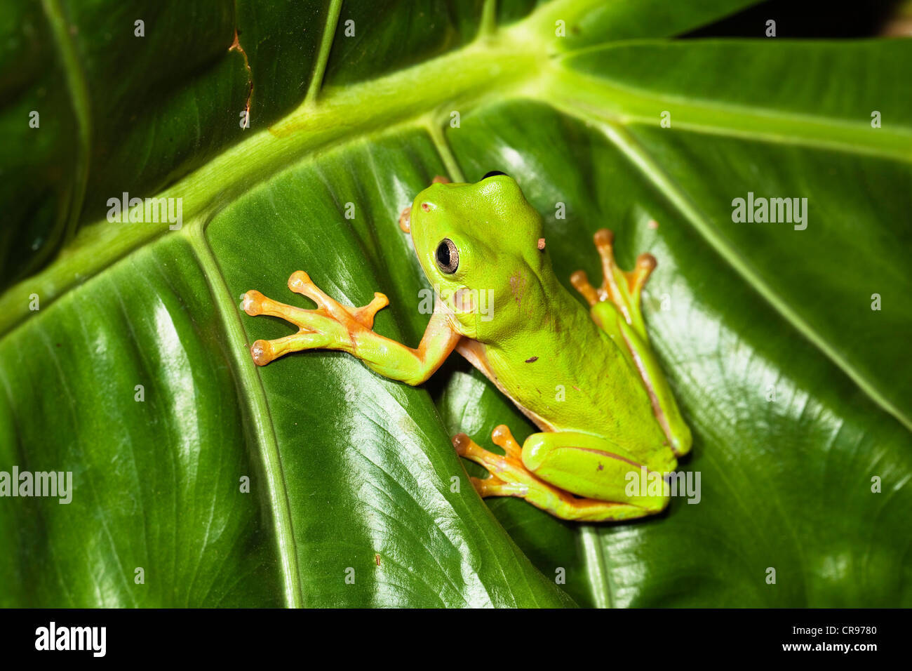 Common Green Tree Frog (Litoria caerulea), rainforest, Iron Range
