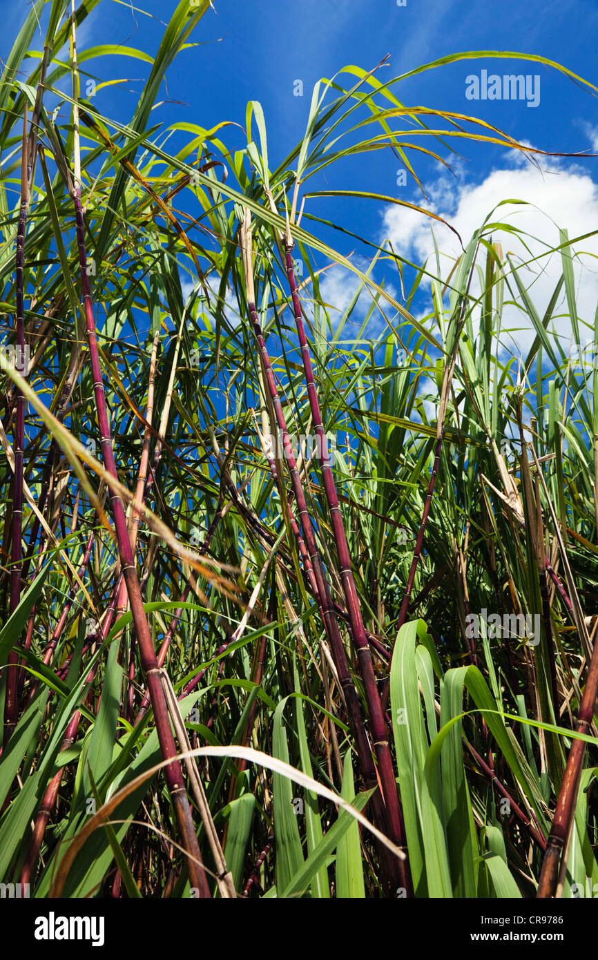 Sugar Cane (Saccharum officinarum), sugar cane plantation, Australia Stock Photo