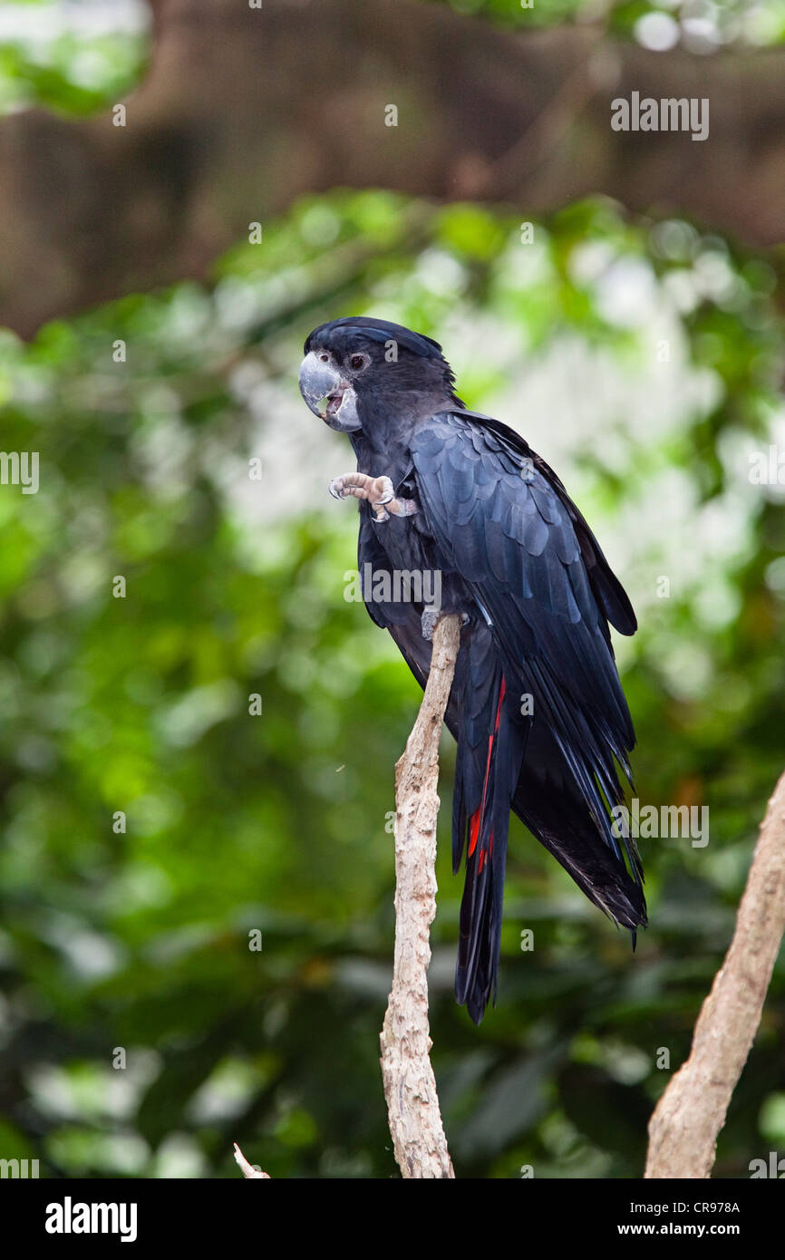 Red tailed black cockatoo calyptorhynchus banksii male hires stock