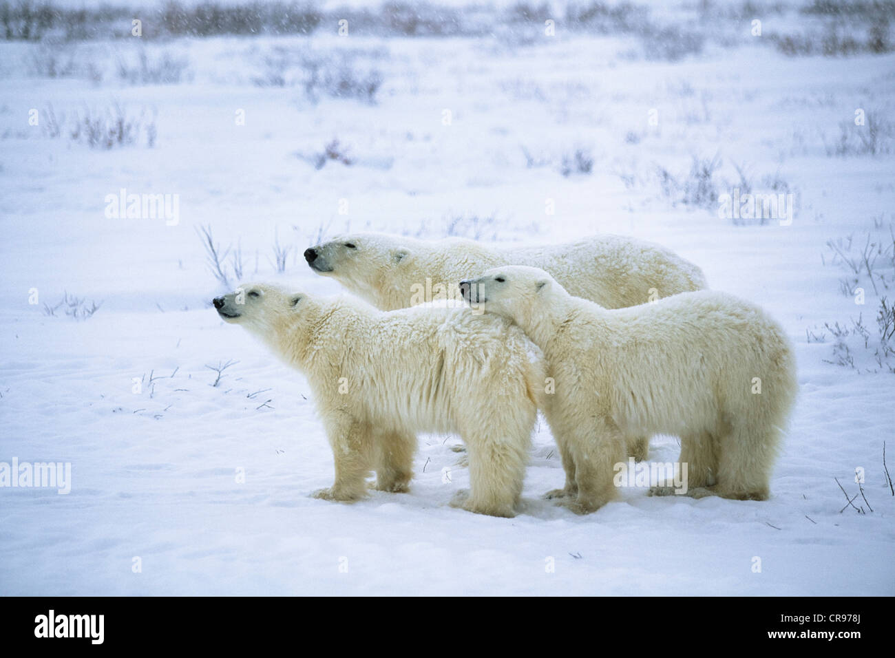 Three Polar bears (Ursus maritimus) in a snow flurry, Churchill, Canada Stock Photo